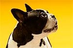 French Bulldog looking away, on yellow background