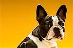 French Bulldog on yellow background