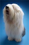 Sheepdog on blue background