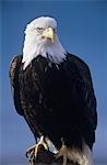 Alert Bald Eagle