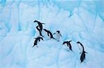 Penguins climbing on ice