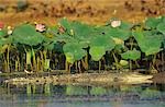 Australian Saltwater Crocodile in swamp