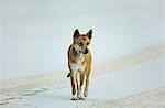 Australian Dingo on beach