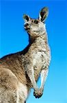 Kangaroo against blue sky
