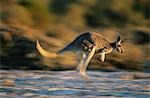 Kangaroo bouncing through desert