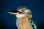 Australian Blue winged Kookaburra, close-up