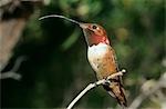 Kolibri Vogel thront auf Zweig