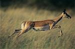 Deer galloping on savannah