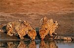 Two Cheetahs (Acinonyx Jubatus) drinking at waterhole