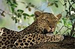 Leopard (Panthera Pardus) resting in tree