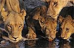 Groupe des Lions à boire au point d'eau, gros plan