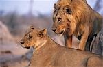 Paar Löwen ruhen