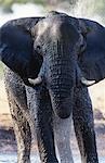 African Elephant (Loxodonta Africana) bathing at waterhole