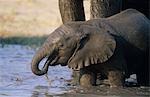 Jeune éléphant d'Afrique (Loxodonta Africana) avec la mère au point d'eau à boire