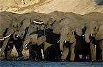 African Elephants (Loxodonta Africana) at waterhole