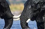 Deux éléphants d'Afrique (Loxodonta Africana) à trou d'eau de baignade