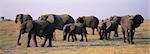 Éléphants d'Afrique (Loxodonta Africana) sur savannah