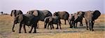 African Elephants (Loxodonta Africana) on savannah