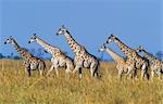 Group of Maasai Giraffes (Giraffa Camelopardalus) on savannah