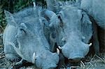 Two Warthogs side by side, close-up