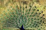 Peacock displaying feathers