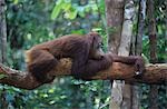 Orangutan resting on branch in forest