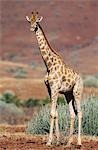 Maasai Giraffe (Giraffa Camelopardalus) on savannah