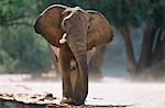 African Elephant (Loxodonta Africana)