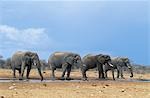 Quatre éléphants d'Afrique (Loxodonta Africana) dans une ligne
