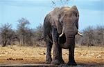 African Elephant (Loxodonta Africana) squirting mud on savannah