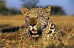 Léopard (Panthera Pardus), couché dans l'herbe sur savannah