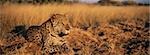 Leopard (Panthera Pardus) lying in grass on savannah