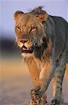 Male Lion marchant sur savannah