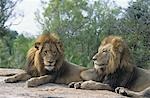 Zwei männliche Löwen, die auf einem Felsen liegend