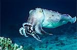 Cuttlefish swimming in ocean