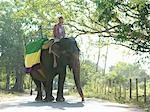 Young man riding elephant on road in trees