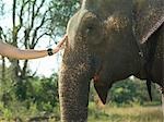 Young woman stroking elephants head, close-up