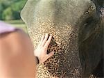 Young woman stroking elephant, close-up, back view