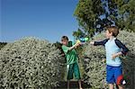 Deux garçons (6-11) jouer avec des pistolets à eau parmi les buissons, rire