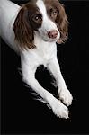 English Springer Spaniel, elevated view