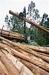 Plantations, Eucalyptus (bluegum) des arbres récoltés pour woodchipping