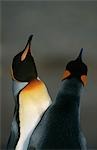 UK, South Georgia Island, two King Penguins doing mating dance, close up
