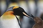 UK, South Georgia Island, King Penguin feeding chick, close up