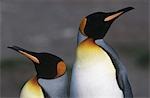 Au Royaume-Uni, l'île de Géorgie du Sud, deux pingouins roi debout juxtaposés, gros plan