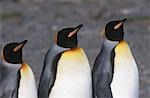 UK, South Georgia Island, three King Penguins standing side by side, close up