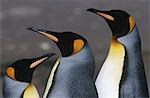 Au Royaume-Uni, l'île de Géorgie du Sud, trois pingouins roi, gros plan