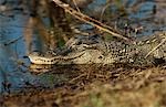 Alligator (Alligator mississippiensis) in swamp