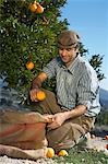 Farmer picking oranges