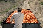 Paysan regardant oranges en remorque, retour vue