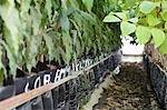 Rows of plants in greenhouse, close up